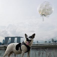 Personalized Bubble Balloon God Birthday Singapore