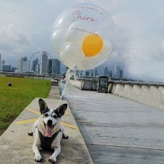 Dog Photoshoot Personalized Bubble Balloon Singapore